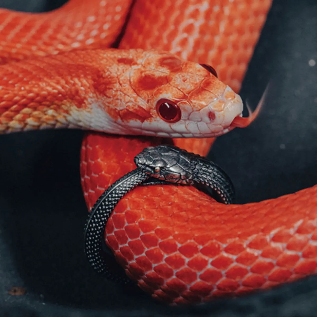 Close-up of the snake's head on the Fate Eclipse Ring, focusing on the intricate scales and the single, piercing yellow eye.